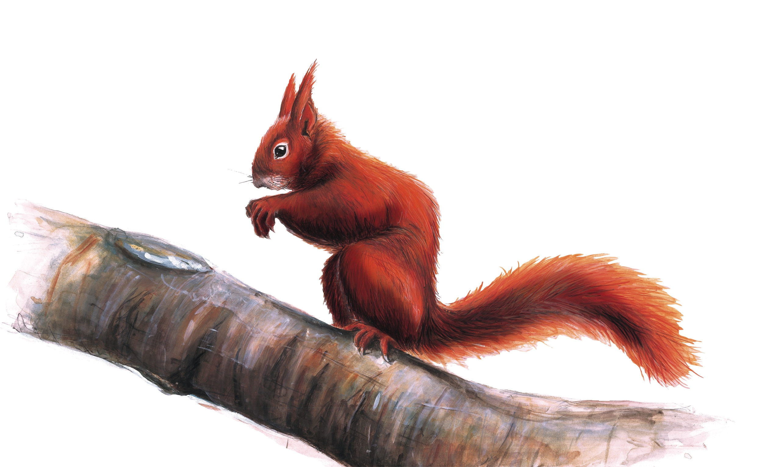 Fiches animaux - L'écureuil roux