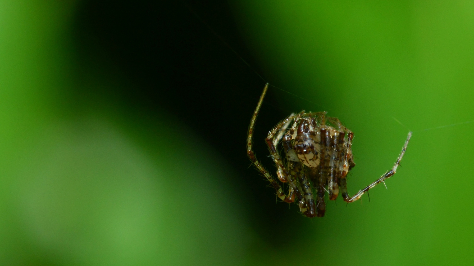 Famille des Mimetidae