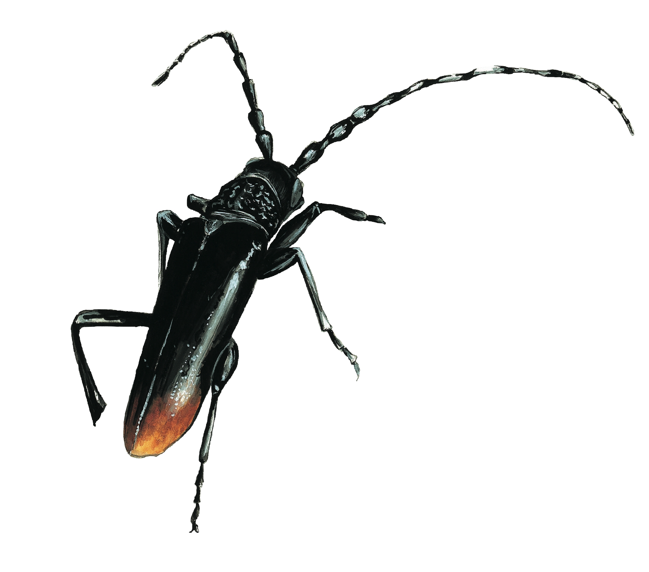 Cerambyx cerdo