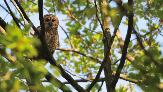 Dans la nature faut pas confondre les oiseaux