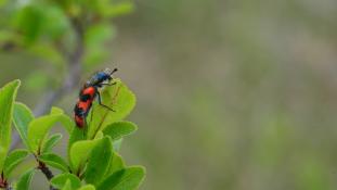 Trichodes umbellatarum (Trichode des ombelles)