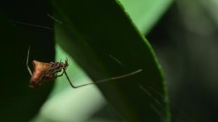 Rhomphaea nasica (Araignée-sabre au nez pointu - Araignée-brindille)