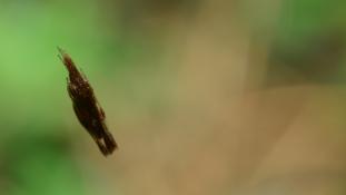 Rhomphaea nasica (Araignée-sabre au nez pointu - Araignée-brindille)