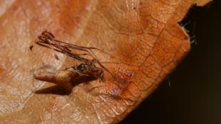 Rhomphaea nasica (Araignée-sabre au nez pointu - Araignée-brindille)