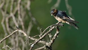 Cecropis rufula - Hirondelle rousseline - Red-rumped Swallow (ang) - Golondrina Daurica (sp)