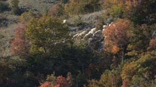 Causse Méjean - Meyrueis - (48-Lozère, Occitanie / France).