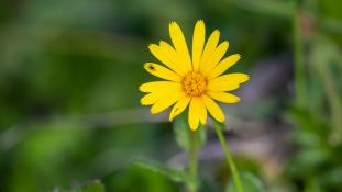 ND-Calendula arvensis - Souci des champs - Field marigold (ang) - Maravilla silvestre (sp)