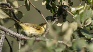 Phylloscopus collybita - Pouillot véloce - Common Chiffchaff (ang) - Mosquitero común (esp)