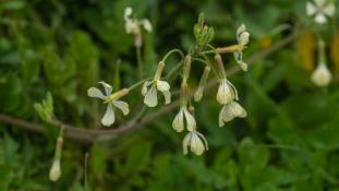 ND-Raphanus raphanistrum - Radis ravenelle - Radis sauvage - Wild radish (ang) - Rábano silvestre (sp)