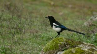 Pica pica - Pie bavarde - Agasse - Eurasian Magpie (ang) - Urraca común (sp)