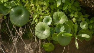 ND-Umbilicus rupestris - Nombril de Vénus - Ombilic de Vénus - Ombilic des rochers - Navelwort  (ang) - Ombligo de Venus (sp)
