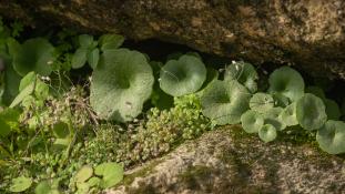 ND-Umbilicus rupestris - Nombril de Vénus - Ombilic de Vénus - Ombilic des rochers - Navelwort  (ang) - Ombligo de Venus (sp)
