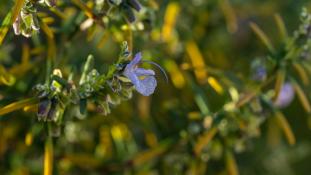 ND-Salvia jordanii - Romarin à calice velu - Algerian Rosemary (ang) - Romero blanco (sp)