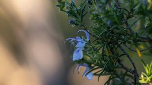 ND-Salvia rosmarinus - Romarin officinal - Rosemary (ang) - Romero (sp)