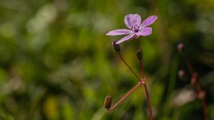 ND-Erodium acaule - Érodium acaule - Musk Stork's-bill (ang) - Pastorera (sp)