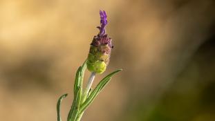ND-Lavandula pedunculata - Lavande pédonculée - French Lavender (ang) - Cantueso (sp)
