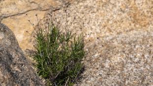 ND-Phagnalon saxatile - Manzanilla yesquera (sp)