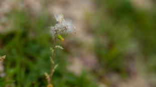 ND-Senecio vulgaris - Séneçon commun - Common Groundsel (ang) - Hierba cana (sp)