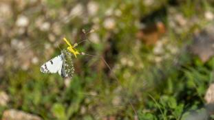 ND-Euchloe crameri - Piéride des biscutelles - Western dappled white (ang) - Blanquiverdosa moteada (sp)
