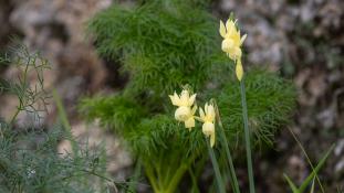 ND-Narcissus triandrus - Narcisse à trois étamines - Angel's-tears (ang) - Junquillo Blanco (sp)