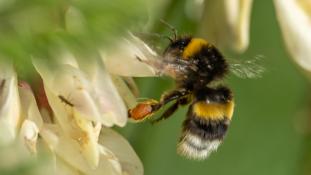 Bombus terrestris - Bourdon terrestre - Buff-tailed bumblebee (ang) - Abejorro común (sp)