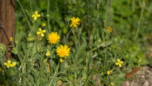ND-Calendula arvensis - Souci des champs - Field marigold (ang) - Maravilla silvestre (sp)