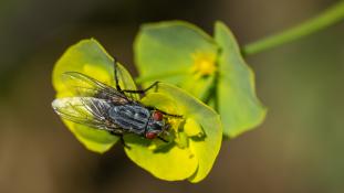 ND-Sarcophaga carnaria - Mouche Grise de la Viande - Flesh fly (ang) - Mosca de la carn (sp)