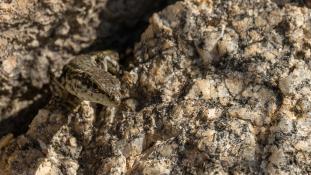 ND-Podarcis virescens - Lézard des murailles de Geniez  - Geniez's Wall Lizard (ang) - Lagartija verdosa (sp)
