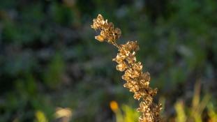 ND-Drimia maritima - Scille maritime - Red-squill (ang) - Cebolla albarrana (sp)