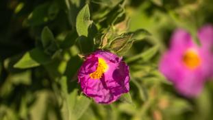 ND-Cistus albidus - Ciste blanchâtre - Ciste cotonneux - Rock-rose (ang) - Jara blanca (sp)