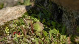 ND-Umbilicus rupestris - Nombril de Vénus - Ombilic de Vénus - Ombilic des rochers - Navelwort  (ang) - Ombligo de Venus (sp)