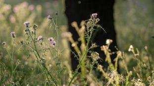 ND-Galactites tomentosus - Chardon laiteux - Mediterranean Thistle (ang) - Cardo borriquero (sp)