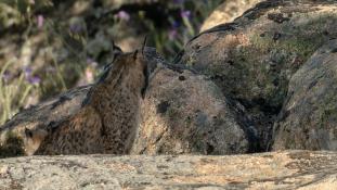 Lynx pardinus - Lynx ibérique - Iberian lynx  (ang) - Lince iberico (sp)