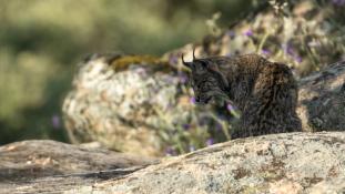 Lynx pardinus - Lynx ibérique - Iberian lynx  (ang) - Lince iberico (sp)