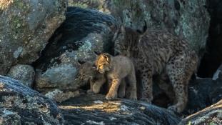 Lynx pardinus - Lynx ibérique - Iberian lynx  (ang) - Lince iberico (sp)