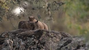 Lynx pardinus - Lynx ibérique - Iberian lynx  (ang) - Lince iberico (sp)