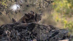 Lynx pardinus - Lynx ibérique - Iberian lynx  (ang) - Lince iberico (sp)