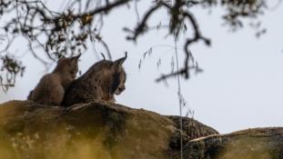Lynx pardinus - Lynx ibérique - Iberian lynx  (ang) - Lince iberico (sp)