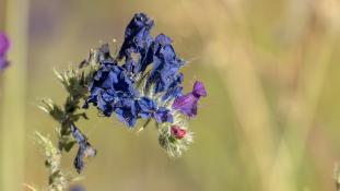 ND-Echium plantagineum - Vipérine faux plantain - Viper's-bugloss (ang) - Vivorera morada (sp)