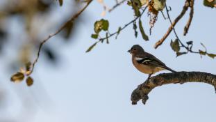 Fringilla coelebs - Pinson des arbres - Common Chaffinch (ang) - Pinzón vulgar (sp)