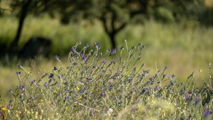 ND-Echium plantagineum - Vipérine faux plantain - Viper's-bugloss (ang) - Vivorera morada (sp)