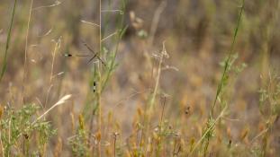 Nemoptera bipennis - Fourmilion à balancier - Slow Flying (ang) - Duende (sp)