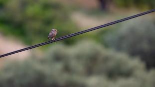 Athene noctua - Chouette chevêche - Chevêche d'Athéna - Little Owl (ang) - Mochuelo Europeo (sp)
