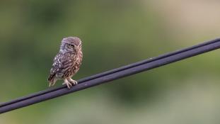 Athene noctua - Chouette chevêche - Chevêche d'Athéna - Little Owl (ang) - Mochuelo Europeo (sp)