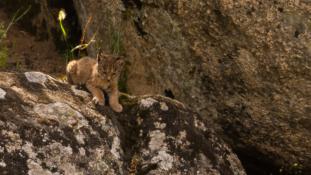 Lynx pardinus - Lynx ibérique - Iberian lynx  (ang) - Lince iberico (sp)