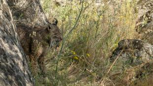 Lynx pardinus - Lynx ibérique - Iberian lynx  (ang) - Lince iberico (sp)