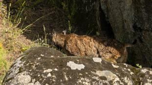 Lynx pardinus - Lynx ibérique - Iberian lynx  (ang) - Lince iberico (sp)