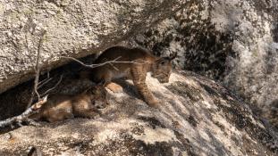 Lynx pardinus - Lynx ibérique - Iberian lynx  (ang) - Lince iberico (sp)