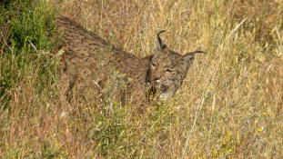 Lynx pardinus - Lynx ibérique - Iberian lynx  (ang) - Lince iberico (sp)
