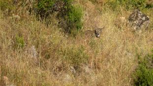 Lynx pardinus - Lynx ibérique - Iberian lynx  (ang) - Lince iberico (sp)
